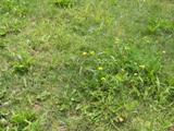 Overtaken by weeds - how do I sheet mulch? Can I use pine needles? I like the yellow flowers - what are they anyway.JPG